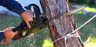 How Our Tree Care Process Works  in  Rising Sun, IN